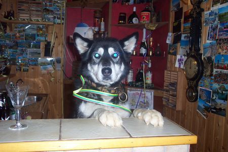 Siberian Husky Hunde Foto 27172 Siberian Husky Sylvester
