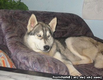 Siberian Husky Hunde Foto 10755 Siberian Husky Akyra beim faulenzen