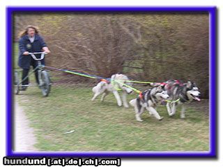 Siberian Husky Hunde Foto 4738 Siberian Husky Huskys in Action