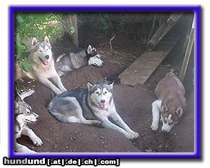 Siberian Husky Das Schwarzrudel