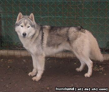 Siberian Husky Hunde Foto 10756 Siberian Husky Arkon the Independence