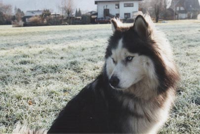 Siberian Husky Jodi