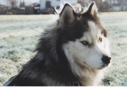Siberian Husky Hunde Foto 357 Siberian Husky Jodi