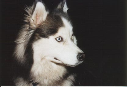 Siberian Husky Hunde Foto 358 Siberian Husky Jodi