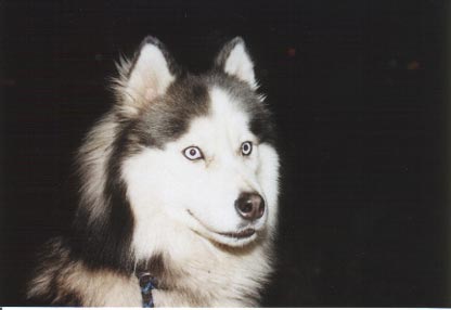 Siberian Husky Hunde Foto 359 Siberian Husky Jodi