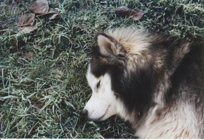 Siberian Husky Jodi