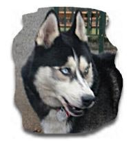 Siberian Husky Hunde Foto 362 Siberian Husky Akim