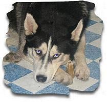 Siberian Husky Hunde Foto 363 Siberian Husky Akim