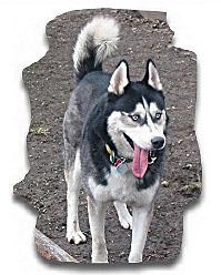 Siberian Husky Hunde Foto 364 Siberian Husky Akim