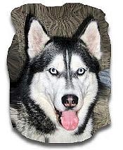 Siberian Husky Hunde Foto 365 Siberian Husky Asko
