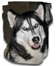 Siberian Husky Hunde Foto 366 Siberian Husky Asko