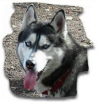 Siberian Husky Hunde Foto 367 Siberian Husky Asko