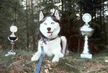 Siberian Husky Hunde Foto 584 Siberian Husky Benji