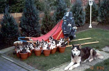 Siberian Husky Hunde Foto 585 Siberian Husky Benji mit Welpen