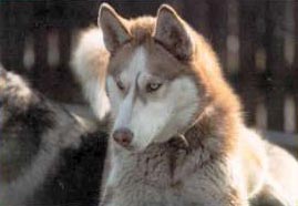 Siberian Husky Hunde Foto 586 Siberian Husky Djuba