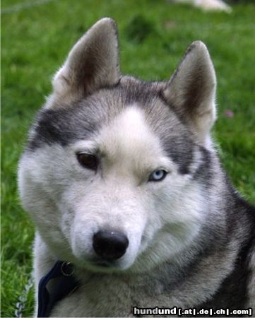 Siberian Husky Hunde Foto 4495 Siberian Husky Bonny und Timmy auf dem \