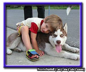 Siberian Husky Hunde Foto 4736 Siberian Husky Zwei Freunde fürs Leben