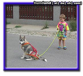 Siberian Husky Hunde Foto 4733 Siberian Husky In mein X - Back wachse ich auch noch rein :o)