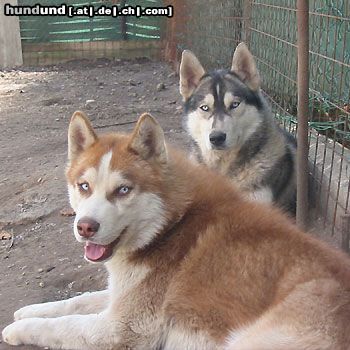 Siberian Husky Hunde Foto 10758 Siberian Husky Demon & Akyra
