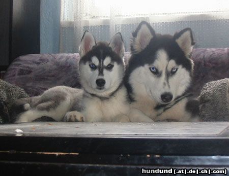 Siberian Husky Hunde Foto 10759 Siberian Husky Saskia & Darielle