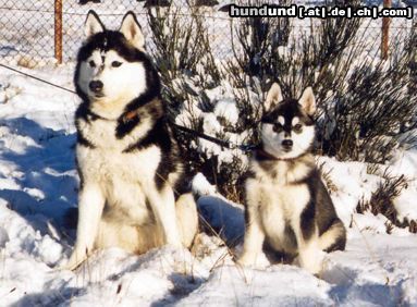 Siberian Husky Hunde Foto 13571 Siberian Husky AZJA Nocny Wedrowiec und Sonora de Ciukci