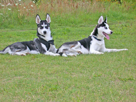 Siberian Husky Akii & Freundin Naitchi 5 Monate alt