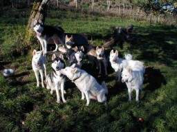 Siberian Husky Hunde Foto 926 Siberian Husky Wir sind alle da!