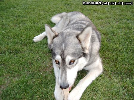 Siberian Husky Hunde Foto 4155 Siberian Husky Jetzt habt ihr mich beim Zähneputzen erwischt! LG Arthos