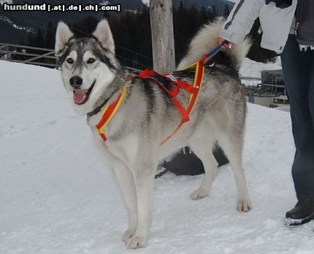 Siberian Husky Hunde Foto 9409 Siberian Husky