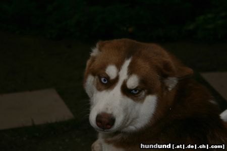 Siberian Husky Hunde Foto 16998 Siberian Husky Hündchen Ronja schaut blöd