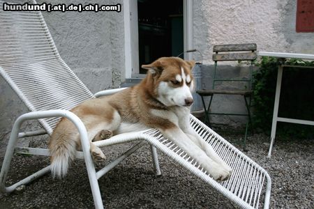 Siberian Husky Hunde Foto 16999 Siberian Husky Mein Hunzi Ronja im Liegestuhl *gg*