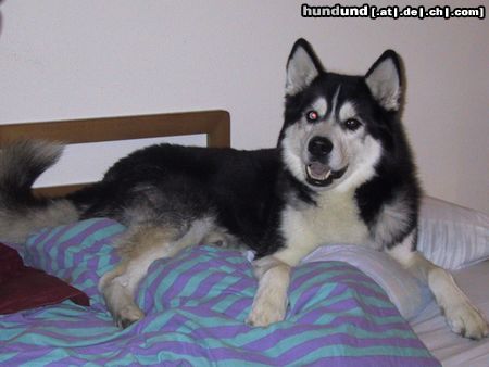 Siberian Husky Hunde Foto 10015 Siberian Husky Das ist er, mein Schatz