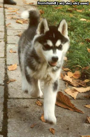 Siberian Husky Hunde Foto 13572 Siberian Husky AZJA Nocny Wedrowiec