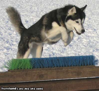 Siberian Husky Hunde Foto 22554 Siberian Husky AZJA Nocny Wedrowiec