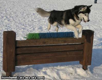Siberian Husky Hunde Foto 22558 Siberian Husky AZJA Nocny Wedrowiec