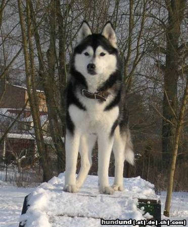 Siberian Husky AZJA Nocny Wedrowiec