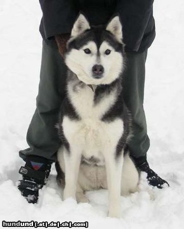 Siberian Husky Hunde Foto 22553 Siberian Husky