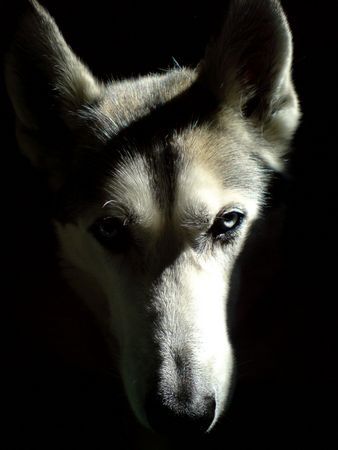 Siberian Husky Bj Jack von Schloss Wolfsgarten