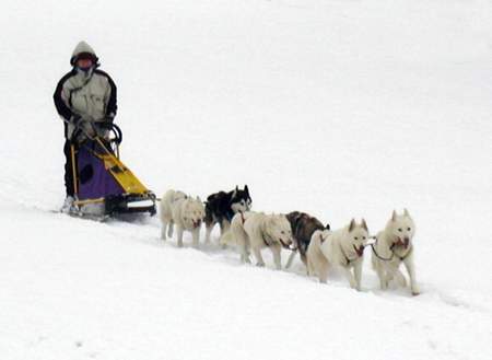 Siberian Husky Hunde Foto 928 Siberian Husky Beim Training