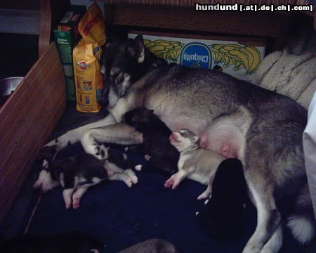 Siberian Husky Hunde Foto 15475 Siberian Husky Sibirisch Husky Welpen 2 wochen alt und sehr lebensfreudig