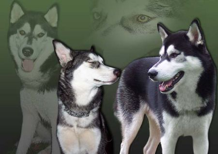 Siberian Husky Hunde Foto 36755 in höherer Auflösung ansehen Siberian Husky