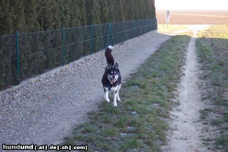 Siberian Husky Sally 