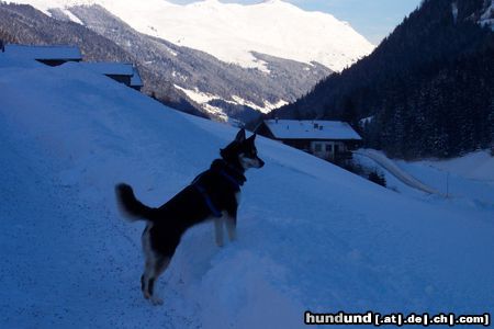 Siberian Husky Hunde Foto 10555 Siberian Husky Sally im Winterurlaub