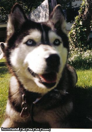 Siberian Husky Hunde Foto 19950 in höherer Auflösung ansehen Siberian Husky Unsere geliebte Blanka (18.07.1994-22.07.2004)