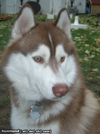 Siberian Husky Hunde Foto 7226 Siberian Husky Das ist Siberian Husky Tjumai