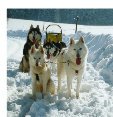 Siberian Husky Hunde Foto 1078 Siberian Husky Am Ziel