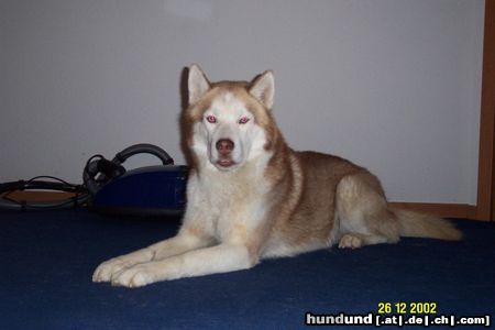 Siberian Husky Hunde Foto 14716 Siberian Husky Siberian Husky ( Farbe: Kupfer )