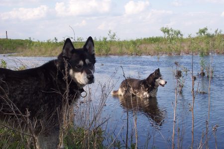 Siberian Husky Hunde Foto 27175 in höherer Auflösung ansehen Siberian Husky Abkühlung