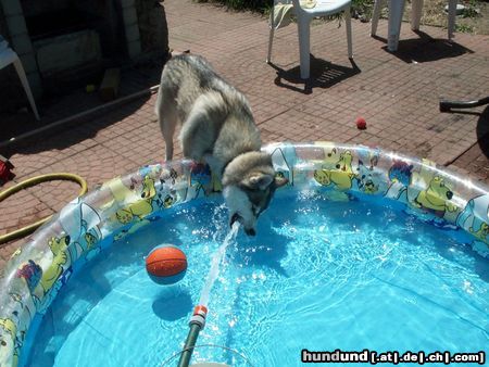Siberian Husky Hunde Foto 7044 Siberian Husky Husky im Sommer