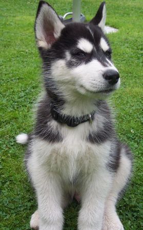 Siberian Husky Hunde Foto 30863 in höherer Auflösung ansehen Siberian Husky Mein Süßer als er noch süß war :-)